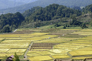 椹平の棚田02