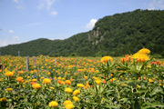 紅花02