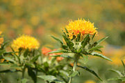 紅花03