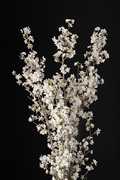 啓翁桜01