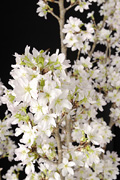 啓翁桜02