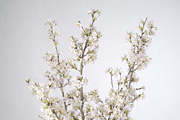 啓翁桜03