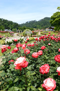 東沢バラ公園01