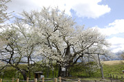 お達磨の桜01
