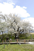 お達磨の桜02