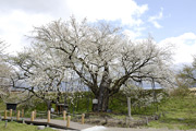 お達磨の桜03