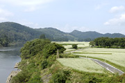 そば畑・そばの花01