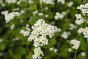 そば畑・そばの花03
