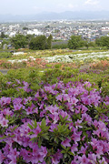 つつじ園01