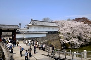 東大手門(桜)02