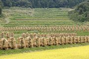 大蕨の棚田02