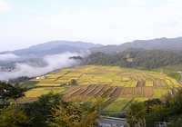 椹平の棚田
