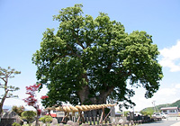 大ケヤキ