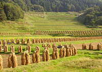 大蕨地区の棚田